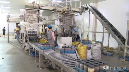 甘肅神農菇業 以工廠化量產鹿茸菇為核心，打造循環農業高質量發展新模式